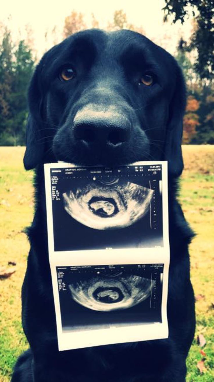 a black dog holding up an x - ray image