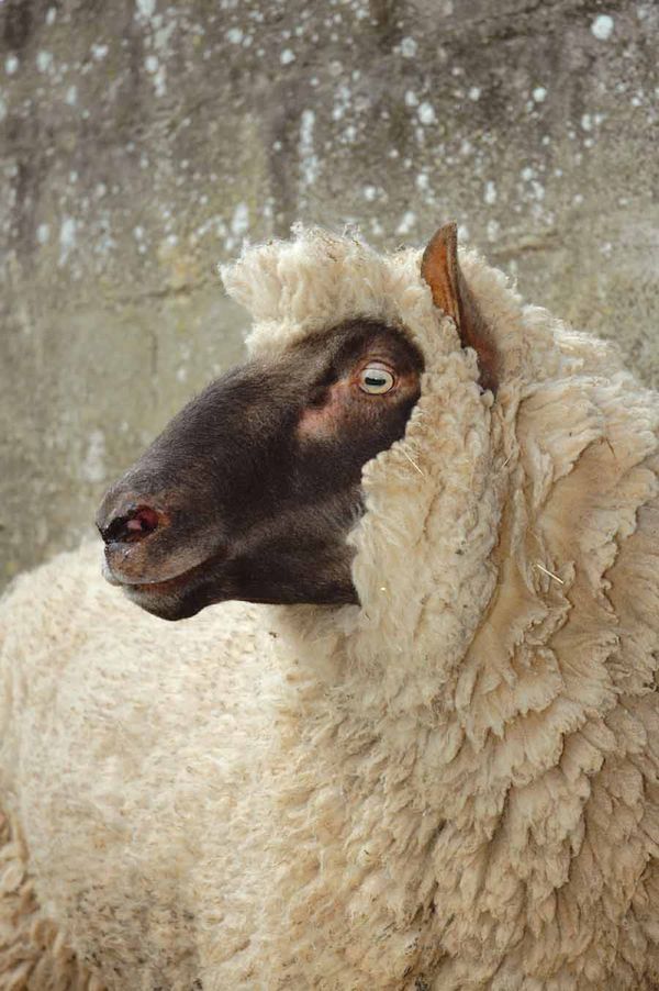 a sheep standing in front of a stone wall and looking at the camera with an intense look on its face