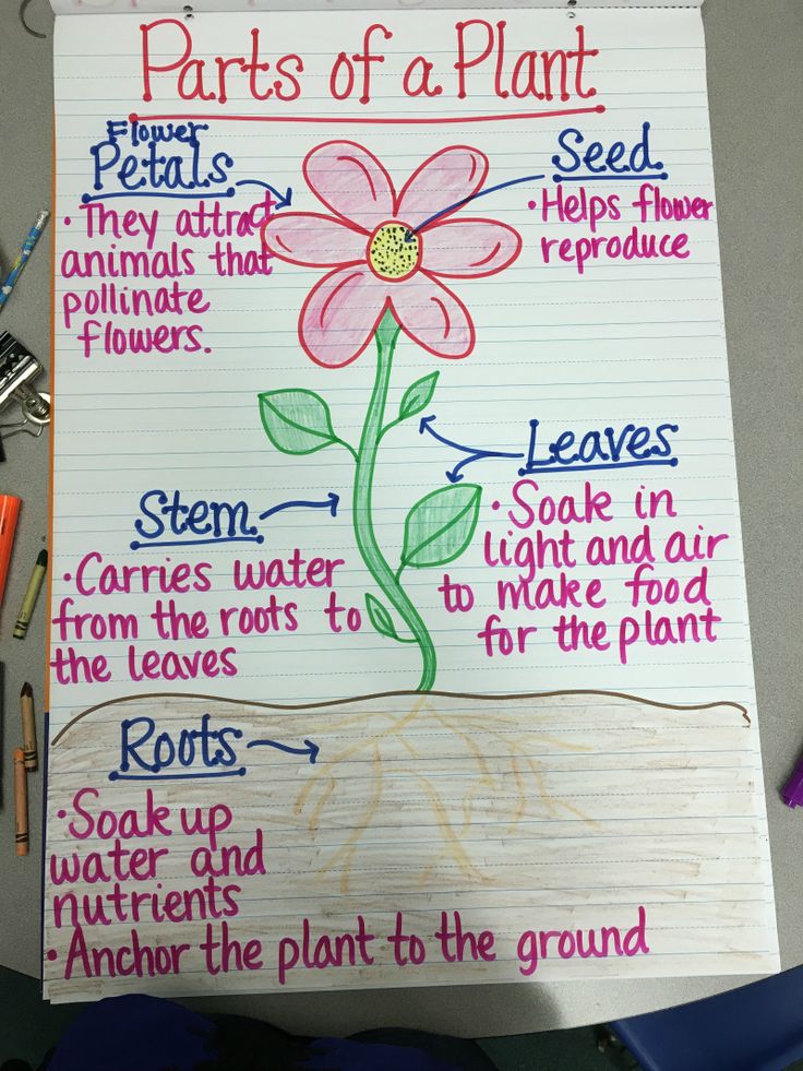 the parts of a plant on a piece of paper