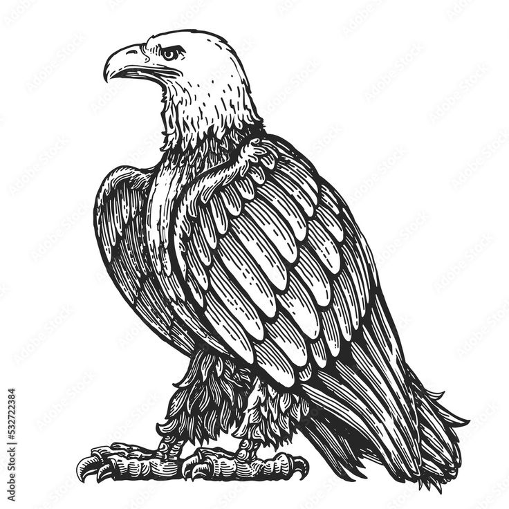 an eagle sitting on the ground with its wings spread out and it's head turned to