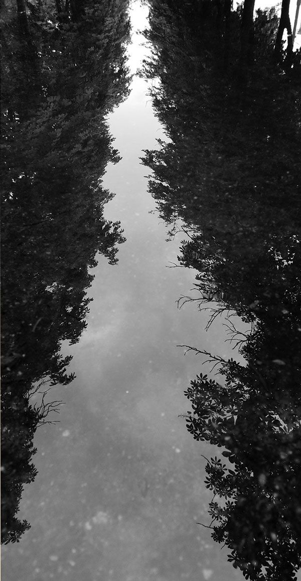 the reflection of trees and bushes in water