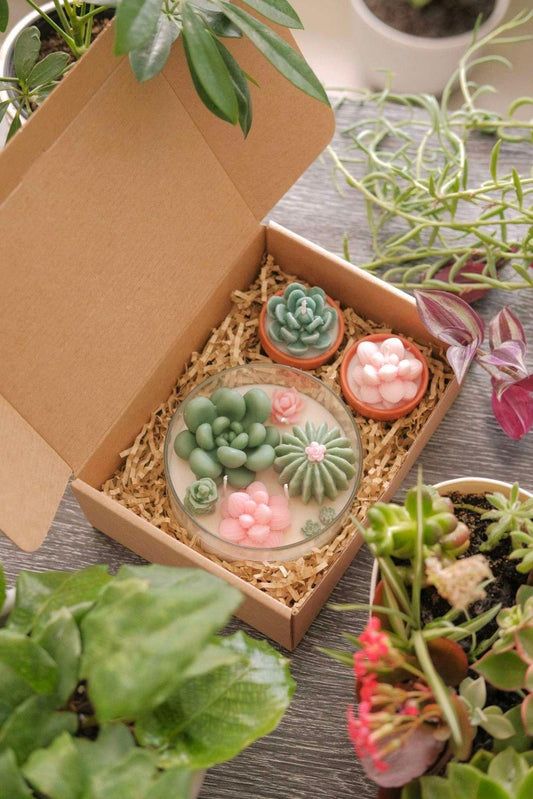 an open box filled with succulents on top of a table next to potted plants