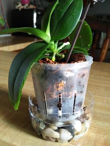 a potted plant sitting on top of a wooden table next to rocks and plants