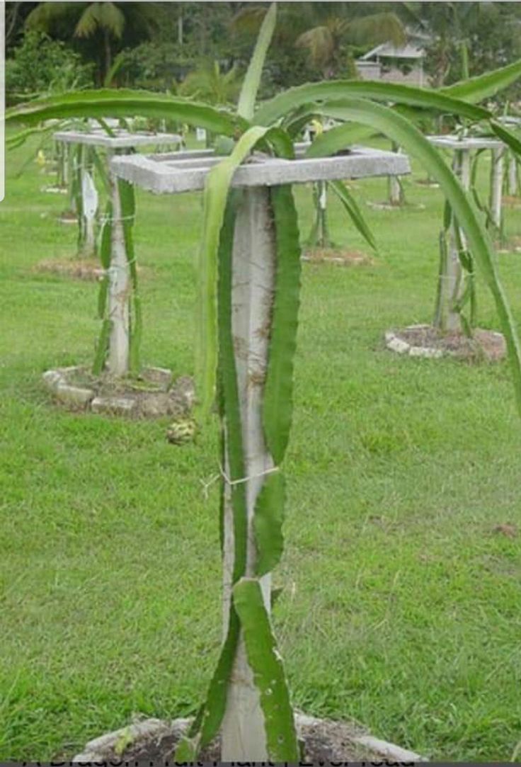 a large green plant sitting on top of a lush green field