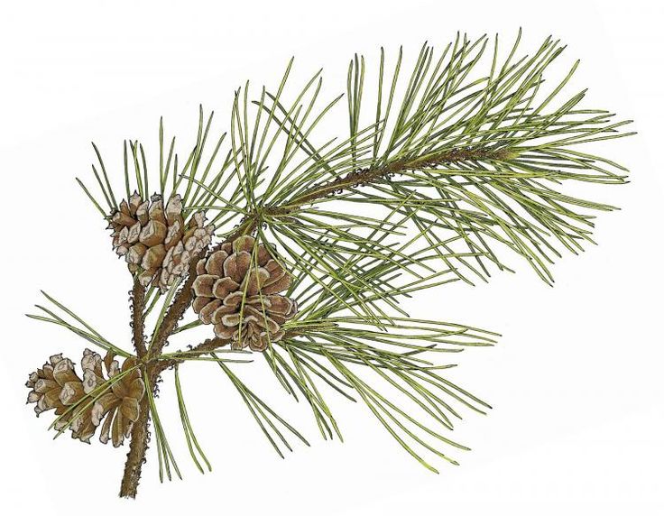 some pine cones are hanging from a tree branch