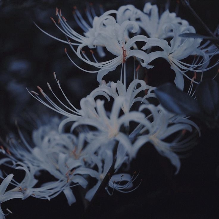 some white flowers are blooming in the dark