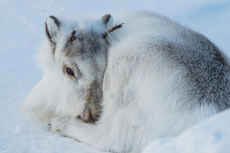 an animal that is laying down in the snow