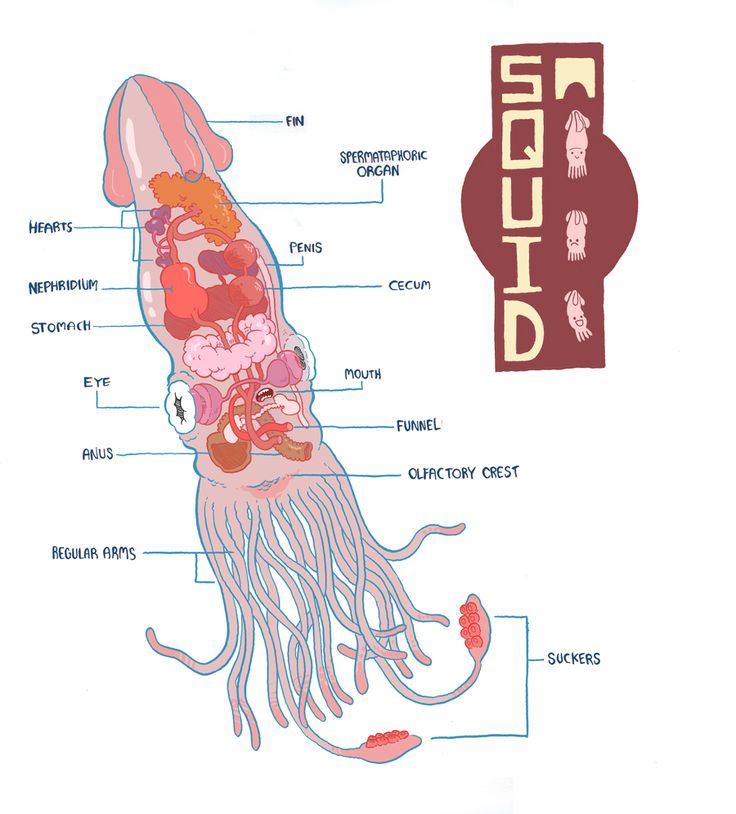 diagram of the human body with all its major organs and their corresponding parts labeled in red