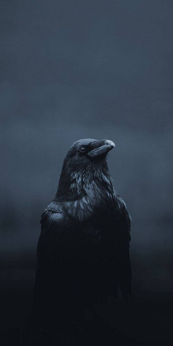 a large black bird sitting on top of a table