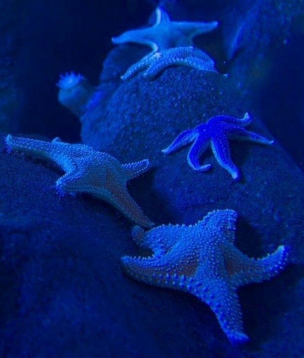 some blue and white starfish are on the rocks