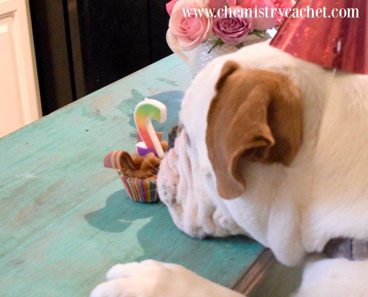 a brown and white dog laying on top of a table next to a cupcake