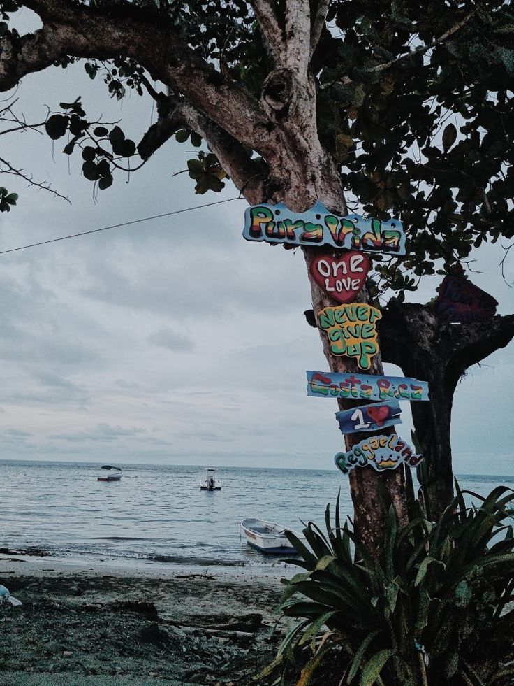 a tree that has some signs on it by the water with boats in the background