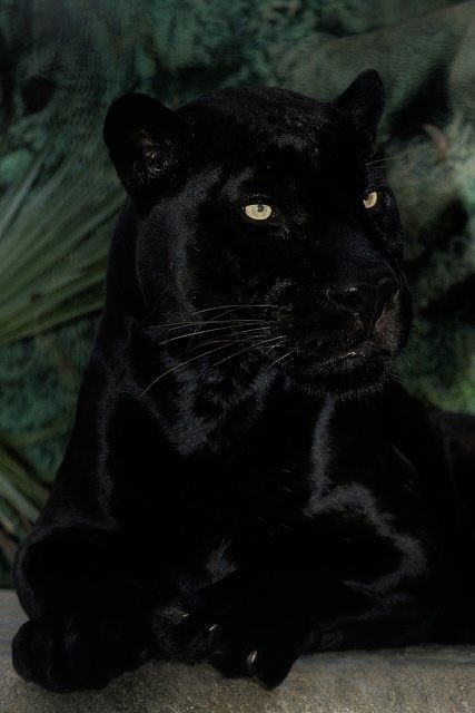 Black Jaguar Animal, Jaguar Cat, Black Panther Cat, Panther Pictures, Pc Background, Panther Cat, Jaguar Animal, Black Jaguar, Big Cats Art