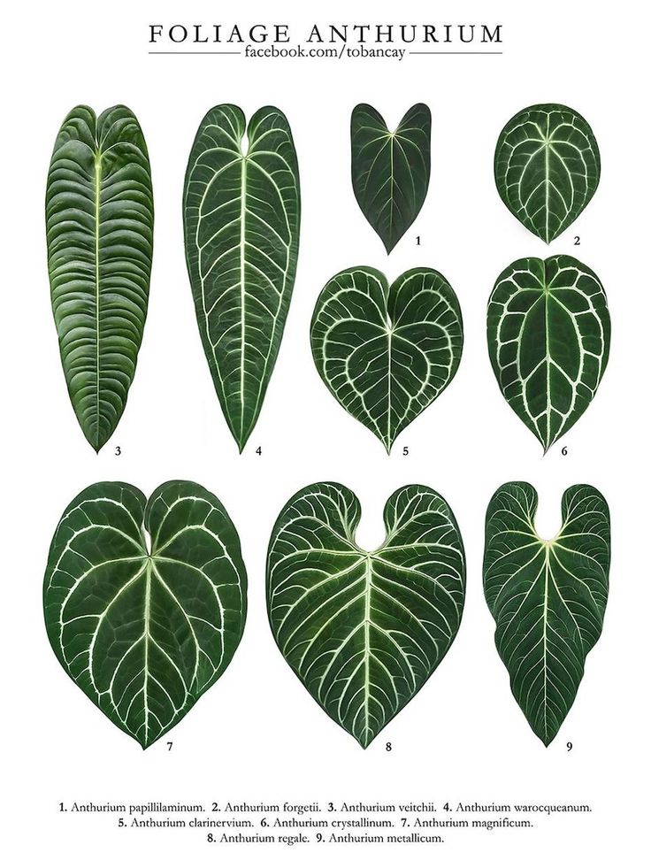 different types of leaves arranged in the shape of heart shaped shapes, with text below