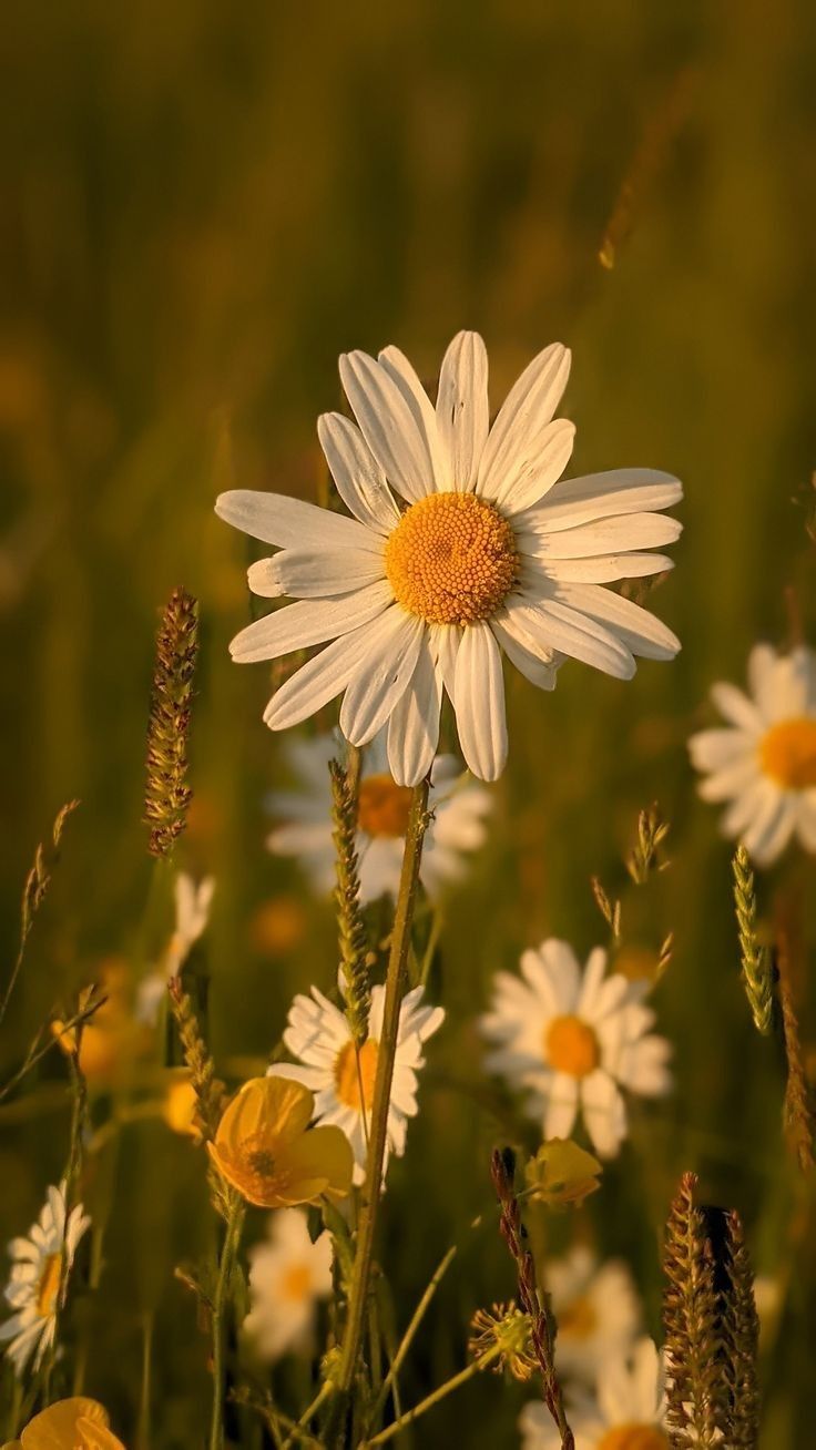 a field full of white and yellow flowers