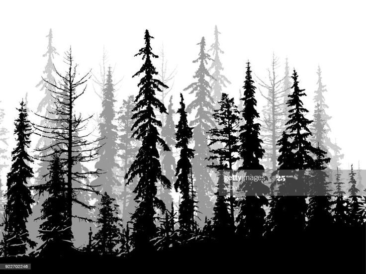 a black and white photo of trees in the woods