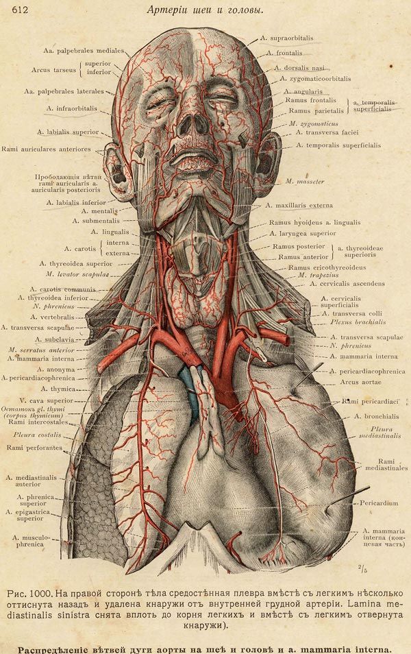 an old medical diagram shows the blood vessels in the neck and chest, as well as the