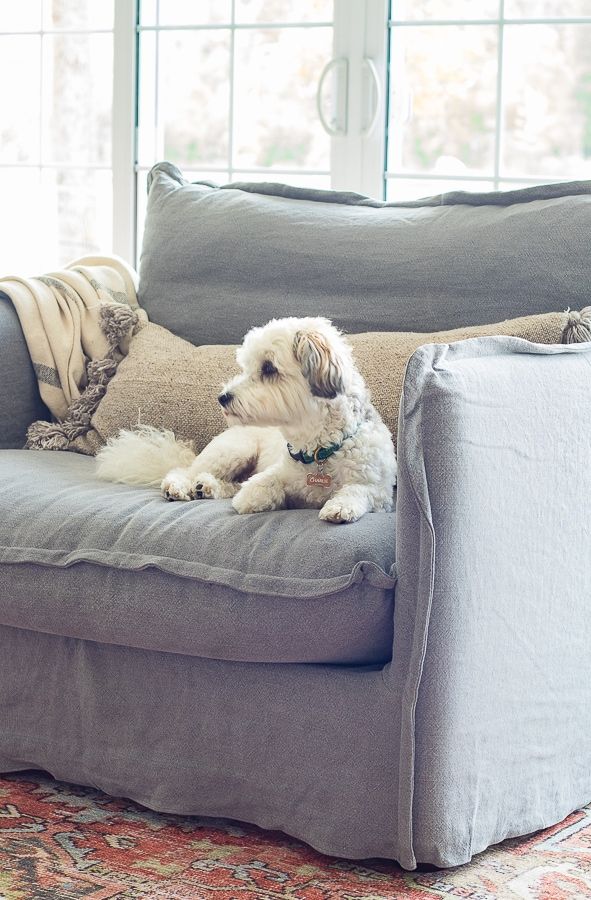 a white dog laying on top of a gray couch