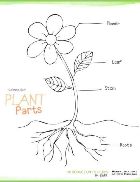 the parts of a plant that are labeled in this diagram, including roots and leaves