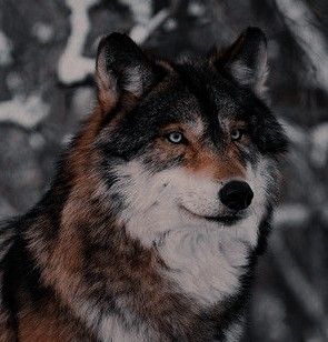 a close up of a wolf in front of some trees and snow covered ground with no leaves on it