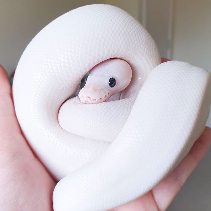 a hand holding a small white snake in it's right arm, with its eyes wide open