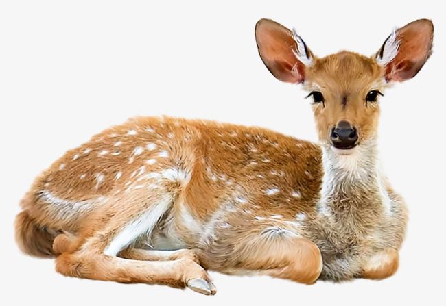 a young deer is laying down and looking at the camera with an alert look on its face