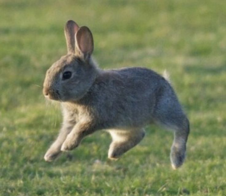 a small rabbit is running in the grass with it's front legs spread out