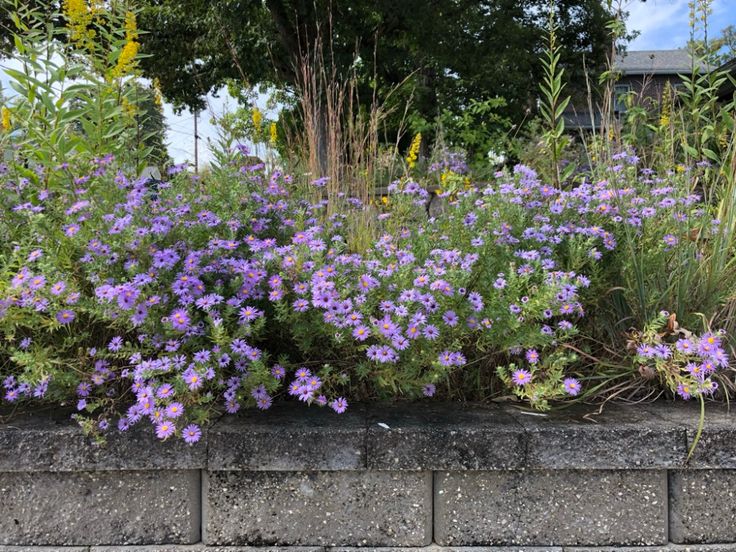 some purple flowers are growing on the side of a brick wall