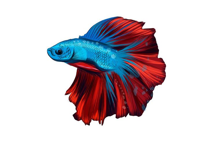 a red and blue siamese fish on a white background