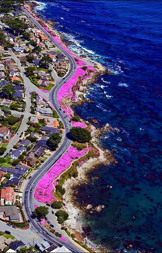 an aerial view of a street with pink flowers on the road and ocean in the background