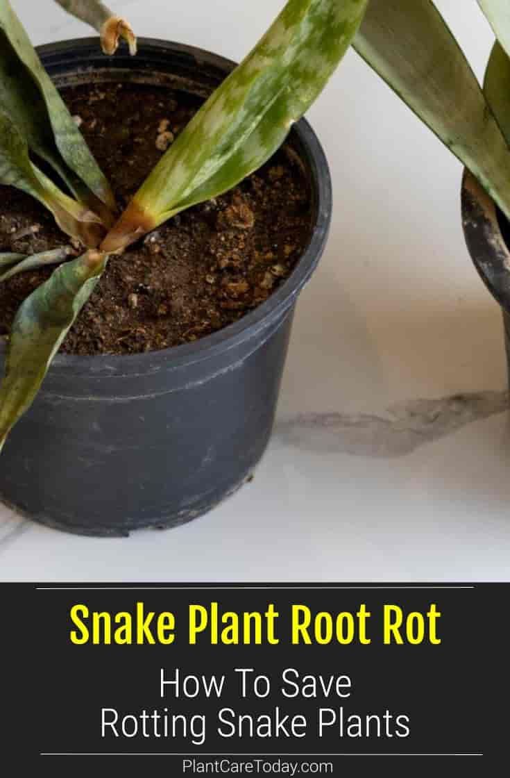 two potted plants with the words snake plant root rott