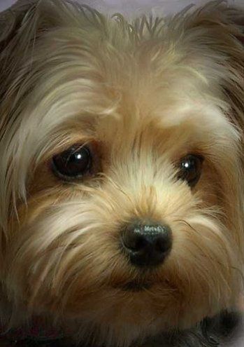 a close up of a small dog with long hair on it's head and eyes