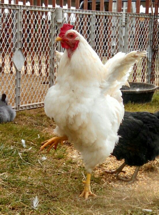 two chickens standing next to each other on the grass in front of a chicken coop