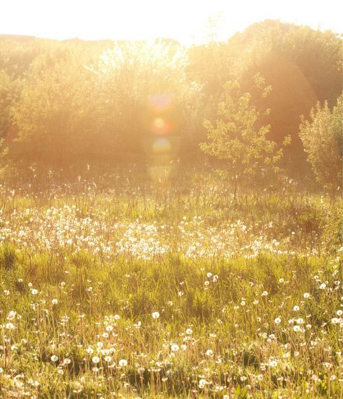 the sun shines brightly over an open field with wildflowers and trees in the background