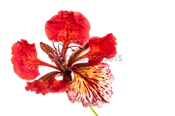 a red and white flower is in a vase