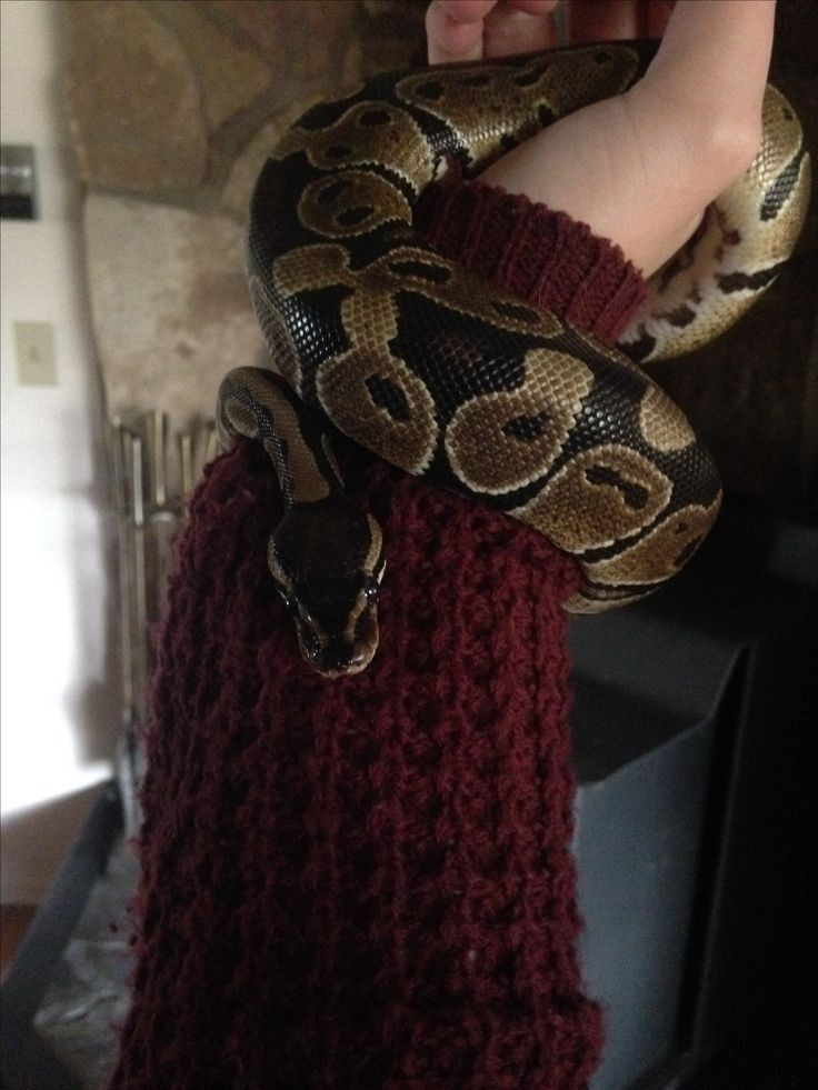 a person is holding a large snake on their arm and it's wrapped in a sweater