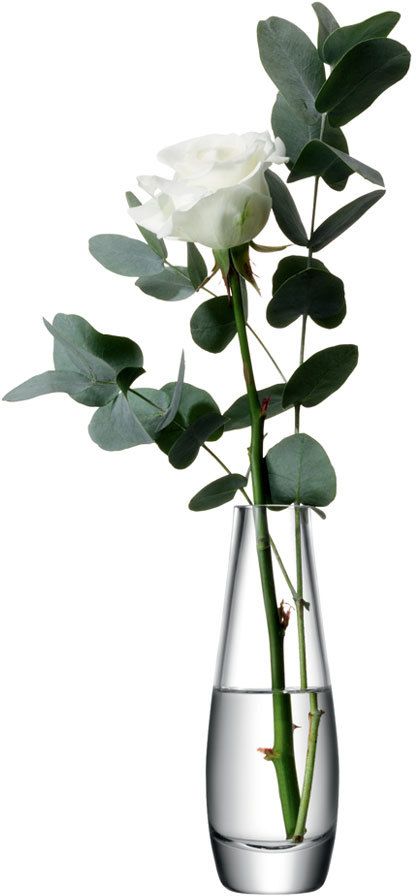 a white rose in a vase filled with water and greenery on a white background