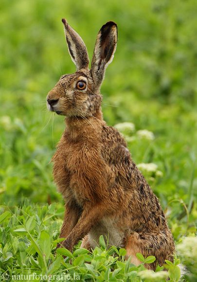 a brown rabbit sitting on top of a lush green field