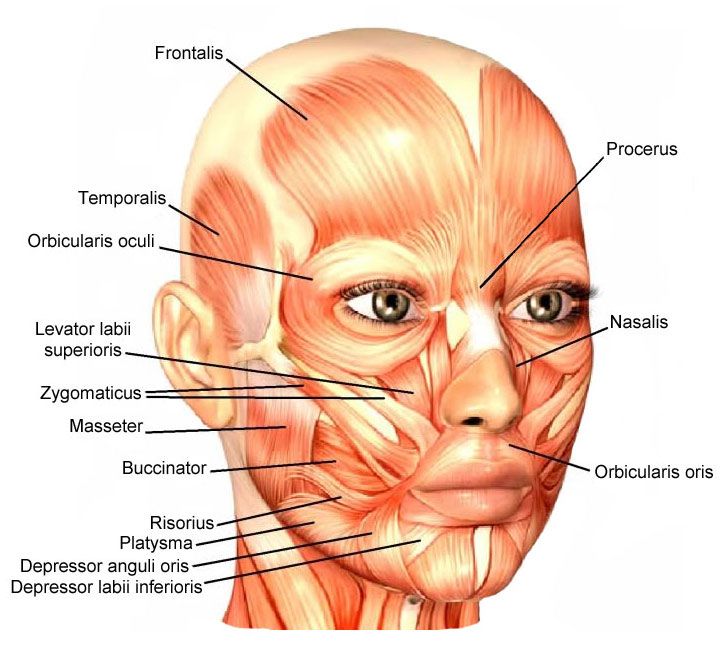 an image of the muscles and their major facials on a human head with labels