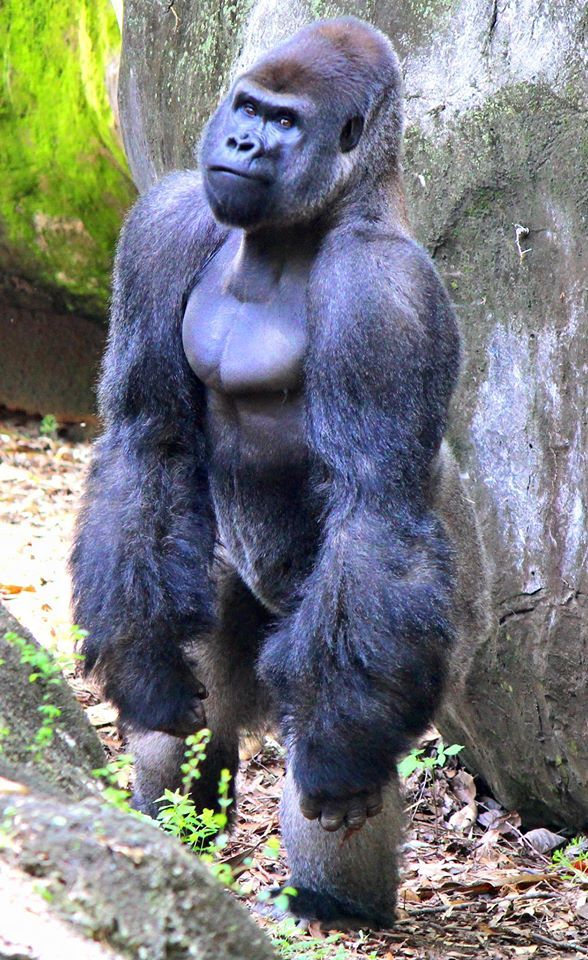 a gorilla standing on its hind legs in front of a large rock and grass area