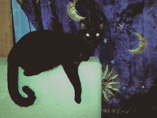 a black cat sitting on top of a white chair next to a blue curtain with stars and moon designs