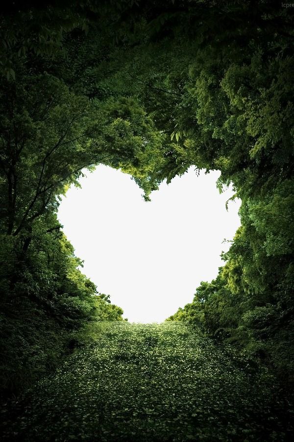 a white heart shaped hole in the middle of some green plants and trees with sunlight coming through it