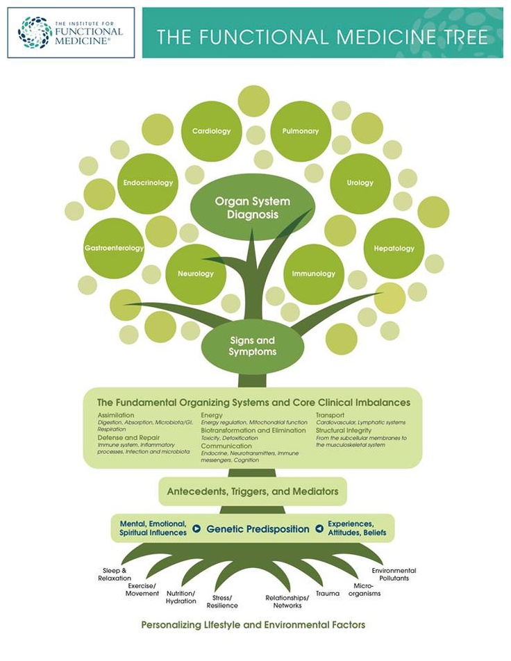 the functional medicine tree Functional Medicine Doctors, Relaxation Exercises, Personalized Medicine, Musculoskeletal System, Naturopathic Medicine, Integrative Health, Naturopathic Doctor, Integrative Medicine, Naturopathy