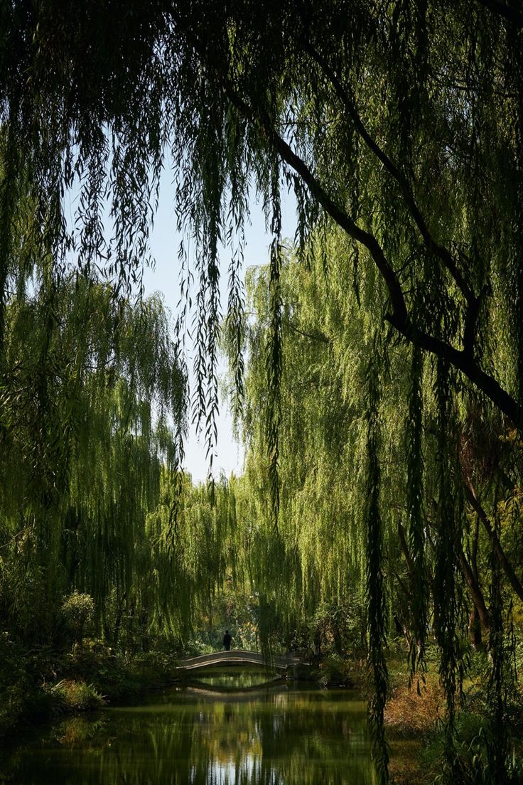 the trees are hanging over the water in the park