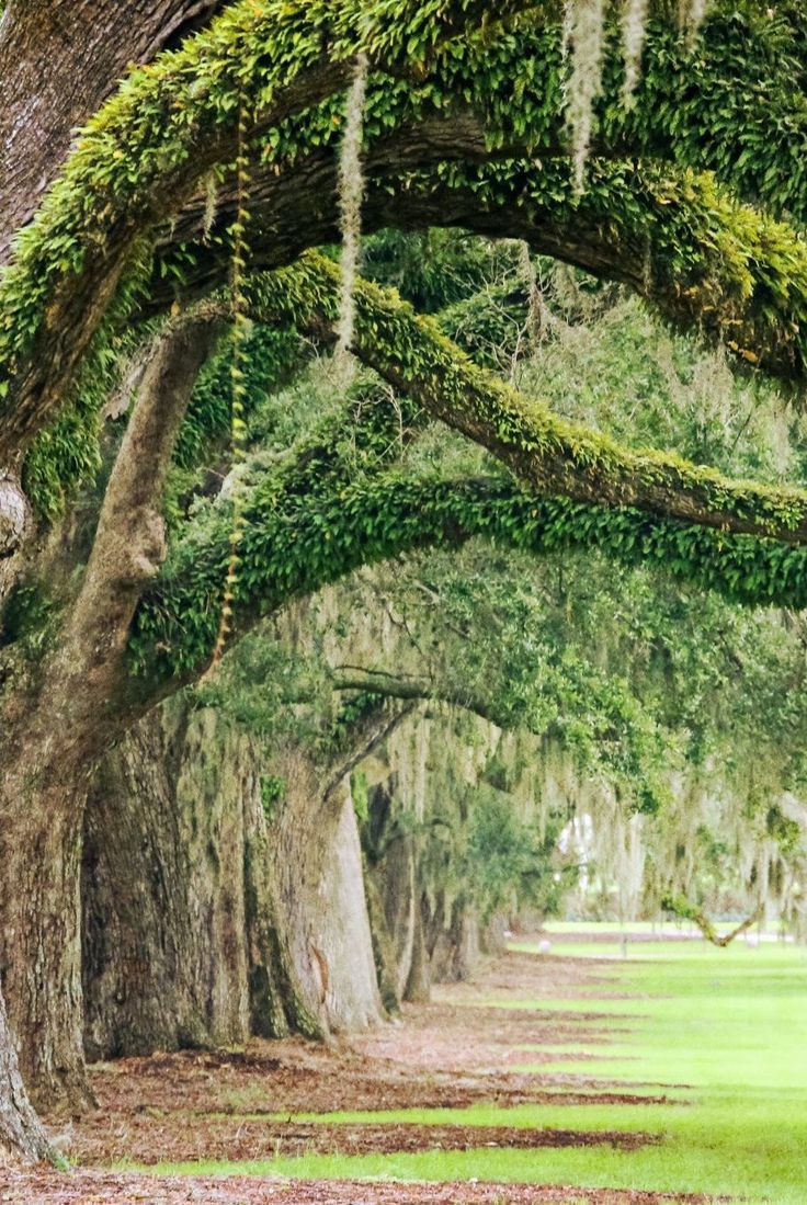 the trees are covered with moss and hanging from the branches in front of a park bench