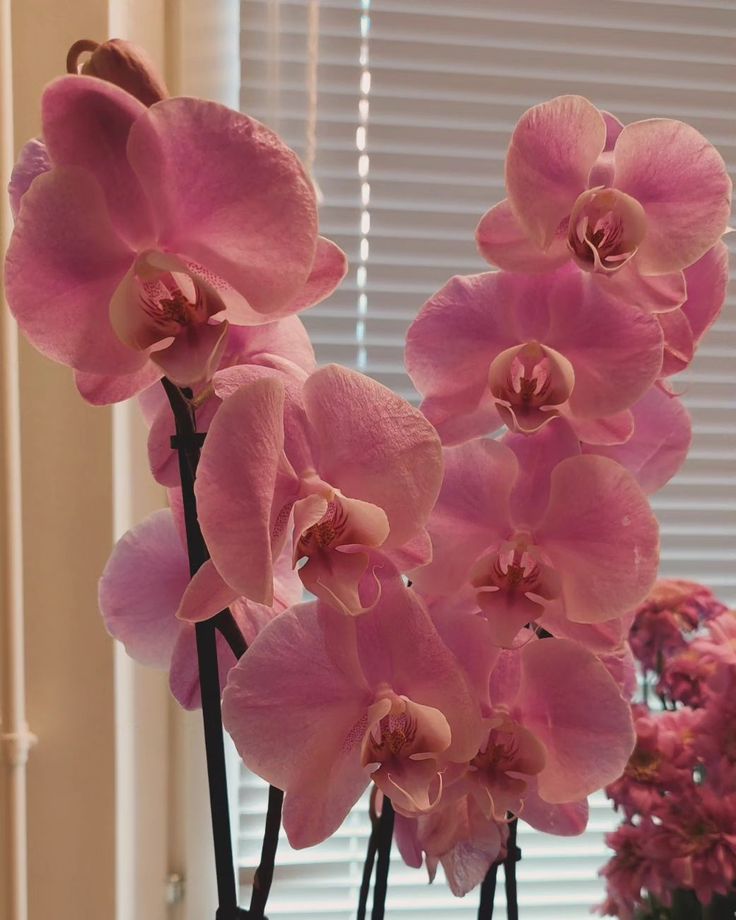 some pink flowers are in a vase by the window