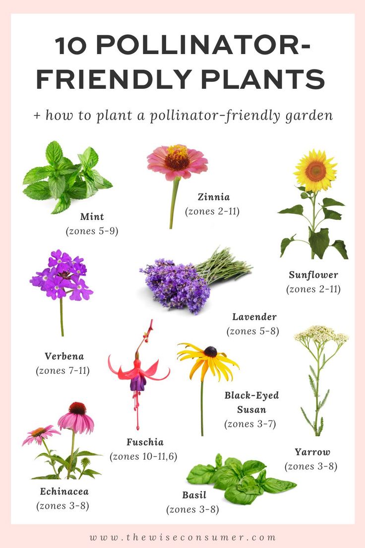 the top ten pollineator - friendly plants for beginners to learn how to grow them