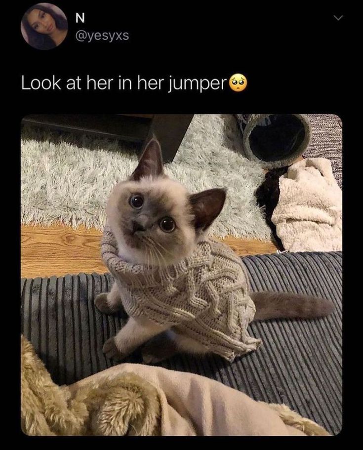 a cat wearing a sweater sitting on top of a bed