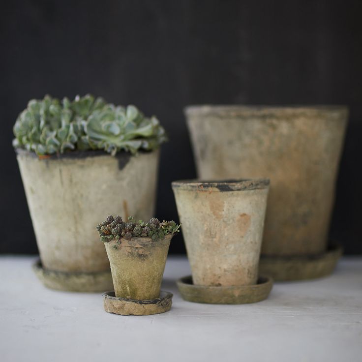 three potted plants sitting next to each other