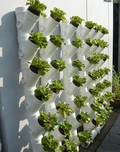 several white plastic pots with plants growing in them on the side of a house wall